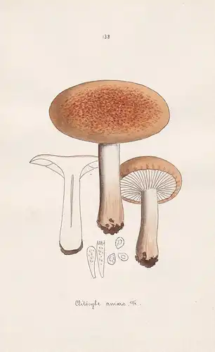 Clitocybe amara Fr. - Plate 138 - mushrooms Pilze fungi funghi champignon Mykologie mycology mycologie - Icono