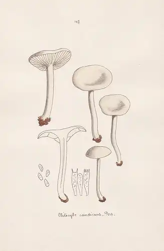 Clitocybe candicans Pers. - Plate 147 - mushrooms Pilze fungi funghi champignon Mykologie mycology mycologie -
