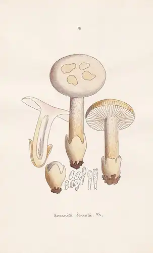 Amanita Baccata Fr. - Plate 19 - mushrooms Pilze fungi funghi champignon Mykologie mycology mycologie - Iconog