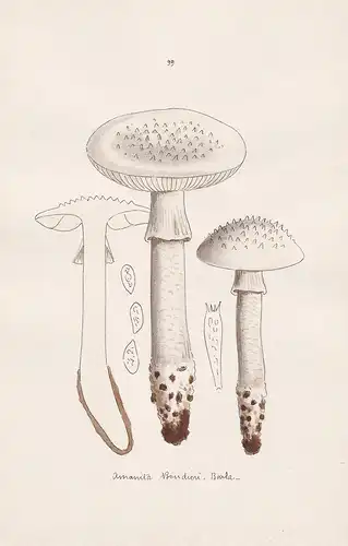 Amanita Boudieri Barla - Plate 99 - mushrooms Pilze fungi funghi champignon Mykologie mycology mycologie - Ico