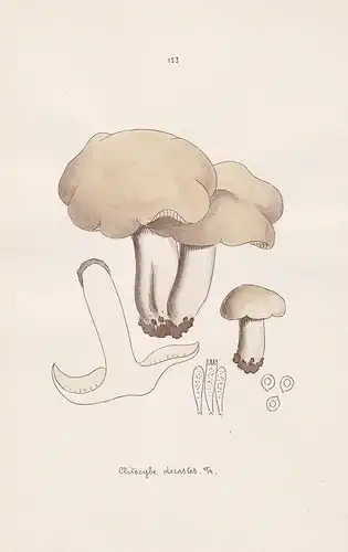 Clitocybe decastes Fr. - Plate 153 - mushrooms Pilze fungi funghi champignon Mykologie mycology mycologie - Ic