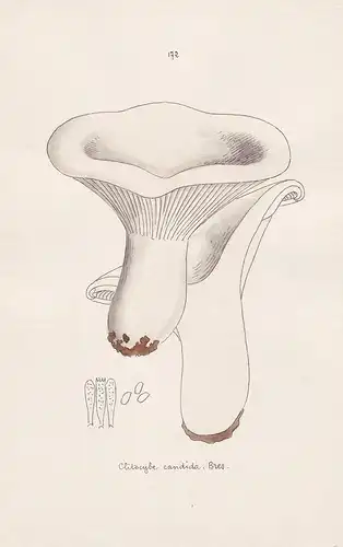 Clitocybe candida Bres. - Plate 172 - mushrooms Pilze fungi funghi champignon Mykologie mycology mycologie - I