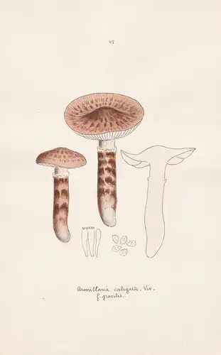 Armillaria caligata Viv. - Plate 45 - mushrooms Pilze fungi funghi champignon Mykologie mycology mycologie - I