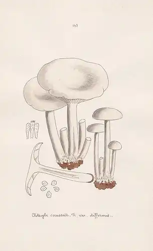 Clitocybe cerussata Fr. var. difformis - Plate 143 - mushrooms Pilze fungi funghi champignon Mykologie mycolog