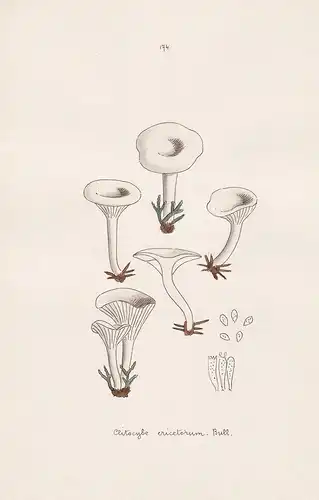 Clitocybe ericetorum Bull. - Plate 174 - mushrooms Pilze fungi funghi champignon Mykologie mycology mycologie