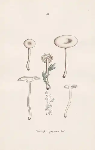 Clitocybe fragrans Sow. - Plate 181 - mushrooms Pilze fungi funghi champignon Mykologie mycology mycologie - I