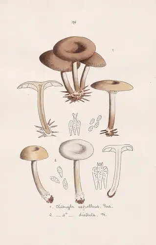 Clitocybe expallens Pers. - Clitocybe diatreta Fr. - Plate 176 - mushrooms Pilze fungi funghi champignon Mykol