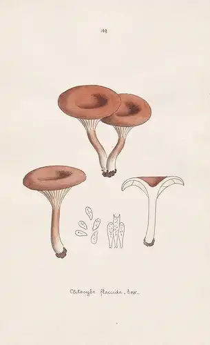 Clitocybe flaccida Sow. - Plate 169 - mushrooms Pilze fungi funghi champignon Mykologie mycology mycologie - I