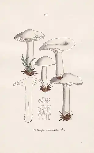 Clitocybe cerussata Fr. - Plate 142 - mushrooms Pilze fungi funghi champignon Mykologie mycology mycologie - I