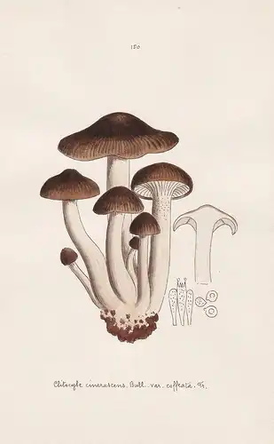 Clitocybe cinerascens Bull. var. colleata Fr. - Plate 150 - mushrooms Pilze fungi funghi champignon Mykologie