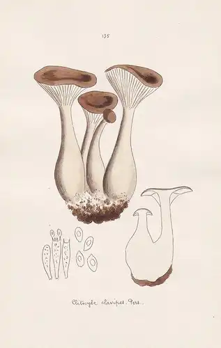 Clitocybe clavipes Pers. - Plate 135 - mushrooms Pilze fungi funghi champignon Mykologie mycology mycologie -