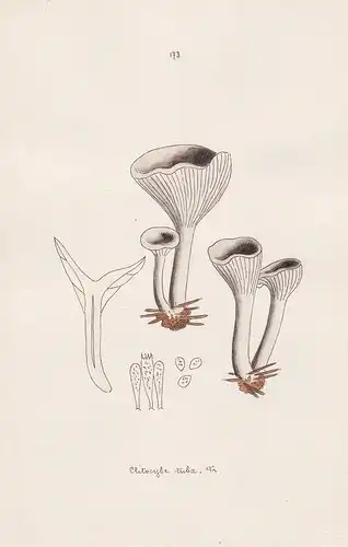 Clitocybe tuba Fr. - Plate 173 - mushrooms Pilze fungi funghi champignon Mykologie mycology mycologie - Iconog
