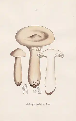 Clitocybe geotropa Bull. - Plate 166 - mushrooms Pilze fungi funghi champignon Mykologie mycology mycologie -