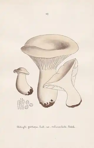 Clitocybe geotropa Bull. var. subinvoluta Batsch - Plate 167 - mushrooms Pilze fungi funghi champignon Mykolog