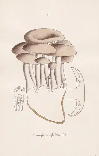 Clitocybe conglobata Vitt. - Plate 151 - mushrooms Pilze fungi funghi champignon Mykologie mycology mycologie