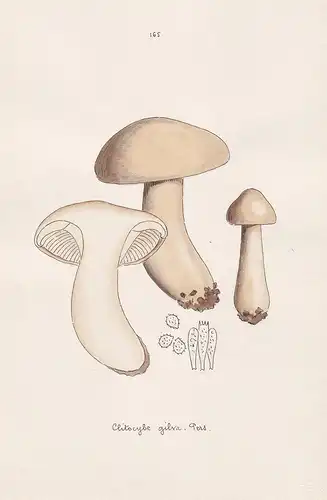 Clitocybe gilva Pers. - Plate 165 - mushrooms Pilze fungi funghi champignon Mykologie mycology mycologie - Ico