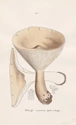Clitocybe maxima Gärtn. et Meyer - Plate 155 - mushrooms Pilze fungi funghi champignon Mykologie mycology myco