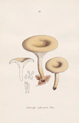 Clitocybe splendens Pers. - Plate 168 - mushrooms Pilze fungi funghi champignon Mykologie mycology mycologie -