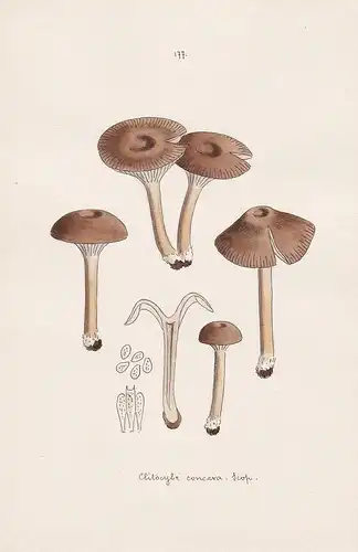 Clitocybe concava Scop. - Plate 177 - mushrooms Pilze fungi funghi champignon Mykologie mycology mycologie - I