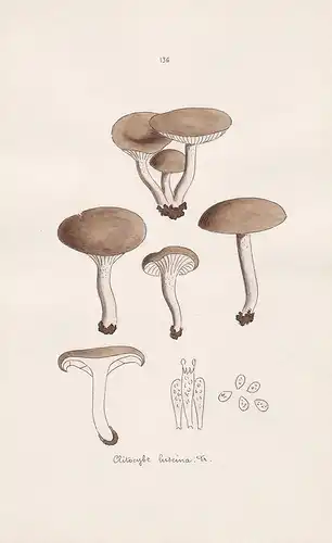 Clitocybe luscina Fr. - Plate 136 - mushrooms Pilze fungi funghi champignon Mykologie mycology mycologie - Ico