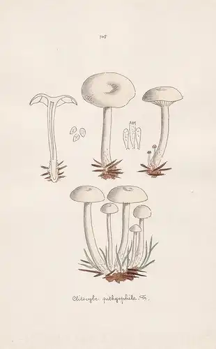 Clitocybe phyllophila Fr. - Plate 145 - mushrooms Pilze fungi funghi champignon Mykologie mycology mycologie -