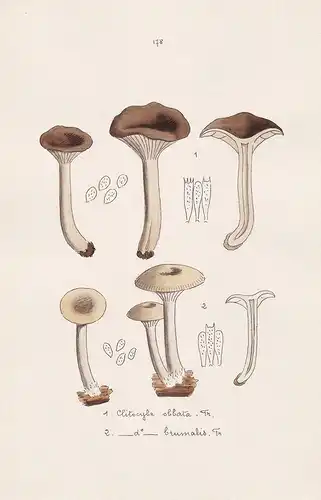 Clitocybe obbata Fr. - Clitocybe brunalis Fr. - Plate 178 - mushrooms Pilze fungi funghi champignon Mykologie