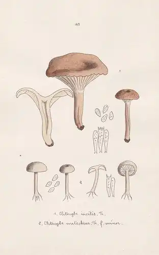 Clitocybe incilis Fr. - Clitocybe metachroa Fr. f. minor - Plate 163 - mushrooms Pilze fungi funghi champignon