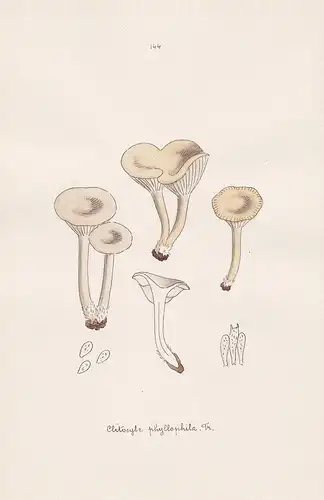 Clitocybe phyllophila Fr. - Plate 144 - mushrooms Pilze fungi funghi champignon Mykologie mycology mycologie -