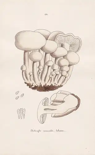 Clitocybe connata Schum. - Plate 154 - mushrooms Pilze fungi funghi champignon Mykologie mycology mycologie -