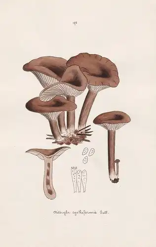 Clitocybe cyathiformis Bull. - Plate 175 - mushrooms Pilze fungi funghi champignon Mykologie mycology mycologi