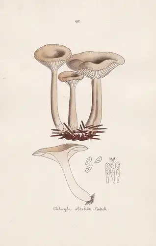 Clitocybe obsoleta Batsch - Plate 182 - mushrooms Pilze fungi funghi champignon Mykologie mycology mycologie -