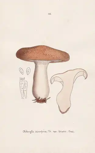 Clitocybe sinopica Fr. var. torosa Bres. - Plate 162 - mushrooms Pilze fungi funghi champignon Mykologie mycol