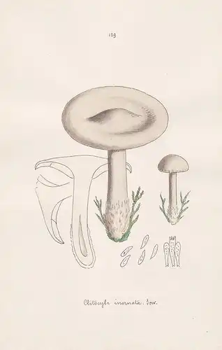 Clitocybe inornata Sow. - Plate 139 - mushrooms Pilze fungi funghi champignon Mykologie mycology mycologie - I