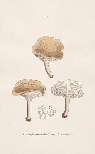 Clitocybe popinalis (Fr) Bres. f. senilis Fr. - Plate 160 - mushrooms Pilze fungi funghi champignon Mykologie