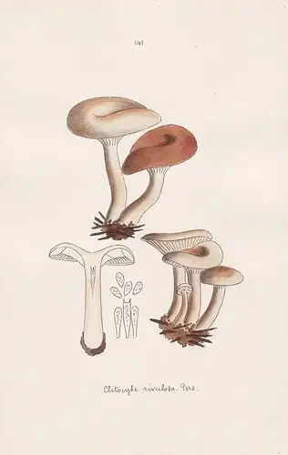 Clitocybe rivulosa Pers. - Plate 141 - mushrooms Pilze fungi funghi champignon Mykologie mycology mycologie -