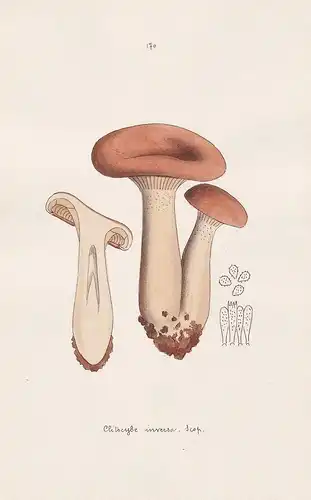 Clitocybe inversa Scop. - Plate 170 - mushrooms Pilze fungi funghi champignon Mykologie mycology mycologie - I