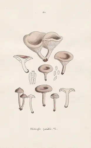 Clitocybe parilis Fr. - Plate 164 - mushrooms Pilze fungi funghi champignon Mykologie mycology mycologie - Ico