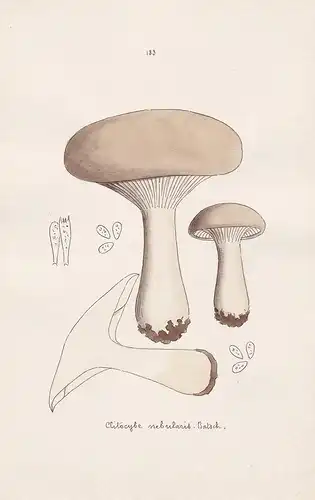 Clitocybe nebularis Batsch - Plate 133 - mushrooms Pilze fungi funghi champignon Mykologie mycology mycologie