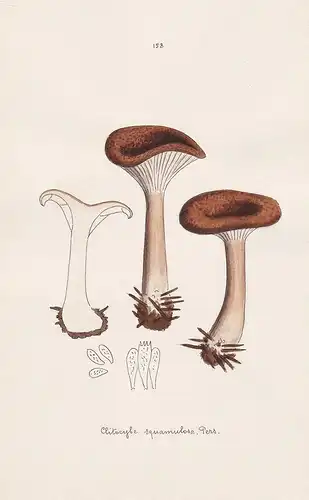 Clitocybe squamulosa Pers. - Plate 158 - mushrooms Pilze fungi funghi champignon Mykologie mycology mycologie