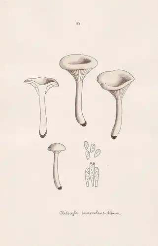 Clitocybe suaveolens Schum. - Plate 180 - mushrooms Pilze fungi funghi champignon Mykologie mycology mycologie