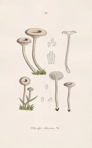 Clitocybe vibecina Fr. - Plate 179 - mushrooms Pilze fungi funghi champignon Mykologie mycology mycologie - Ic