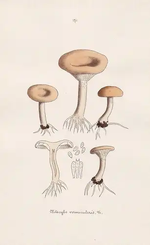 Clitocybe vermicularis Fr. - Plate 171 - mushrooms Pilze fungi funghi champignon Mykologie mycology mycologie