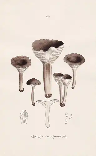 Clitocybe trulliformis Fr. - Plate 159 - mushrooms Pilze fungi funghi champignon Mykologie mycology mycologie