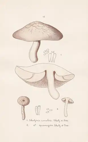 Schulzeria rimulosa Schulz. et Bres. - Schulzeria squamigera Schulz. et Bres. - Plate 43 - mushrooms Pilze fun
