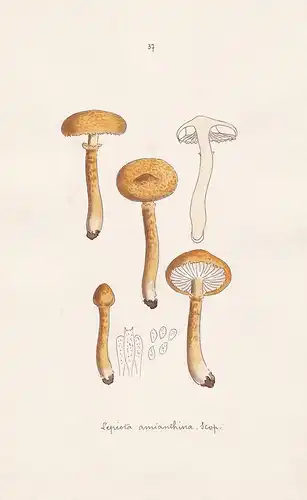 Lepiota amianthina Scop. - Plate 37 - mushrooms Pilze fungi funghi champignon Mykologie mycology mycologie - I