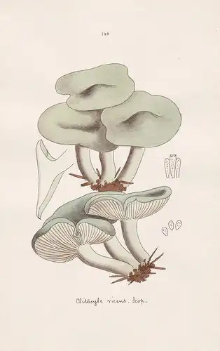 Clitocybe virens Scop. - Plate 140 - mushrooms Pilze fungi funghi champignon Mykologie mycology mycologie - Ic