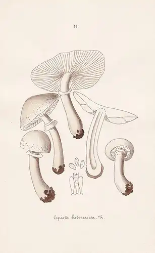 Lepiota holosericea Fr. - Plate 26 - mushrooms Pilze fungi funghi champignon Mykologie mycology mycologie - Ic