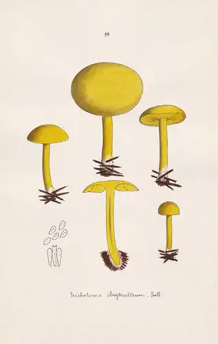 Tricholoma chrysenterum Bull. - Plate 98 - mushrooms Pilze fungi funghi champignon Mykologie mycology mycologi