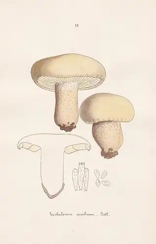 Tricholoma acerbum Bull. - Plate 58 - mushrooms Pilze fungi funghi champignon Mykologie mycology mycologie - I