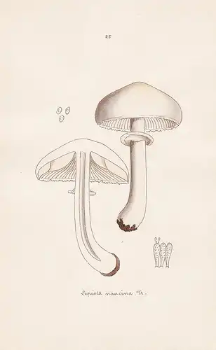 Lepiota naucina Fr. - Plate 25 - mushrooms Pilze fungi funghi champignon Mykologie mycology mycologie - Iconog